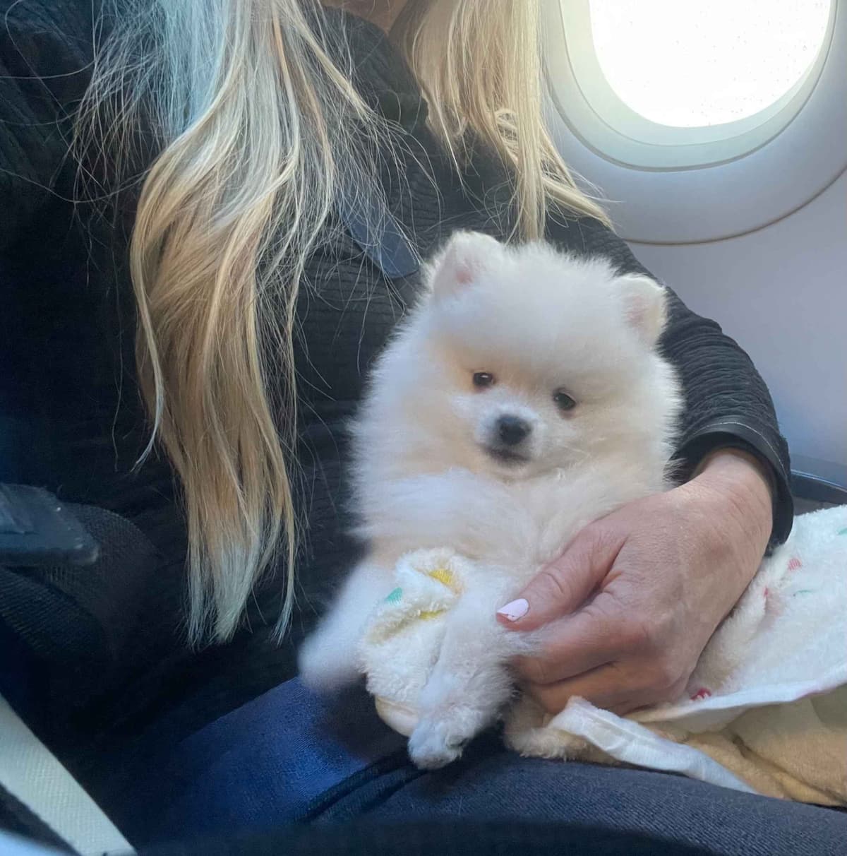 Pomeranian Puppies breeder image 14