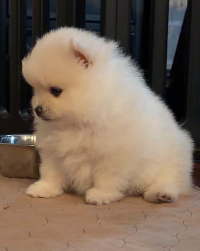 Pomeranian Puppies media 3