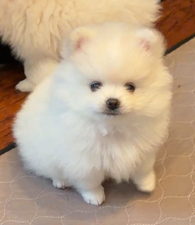 Pomeranian Puppies media 4
