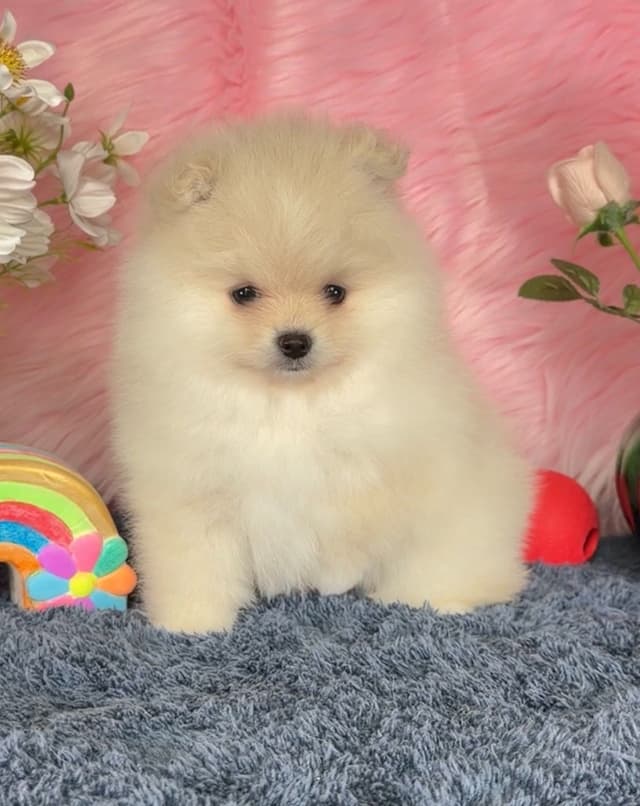 Pomeranian Puppies media 5