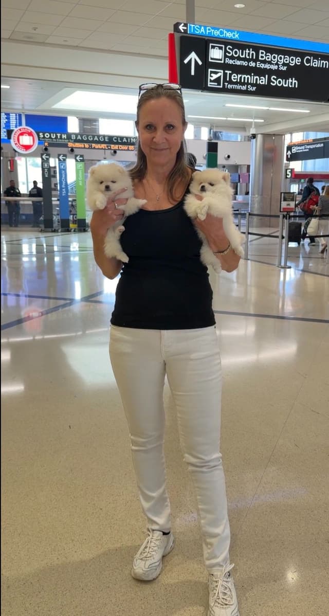 Pomeranian Puppies media 6