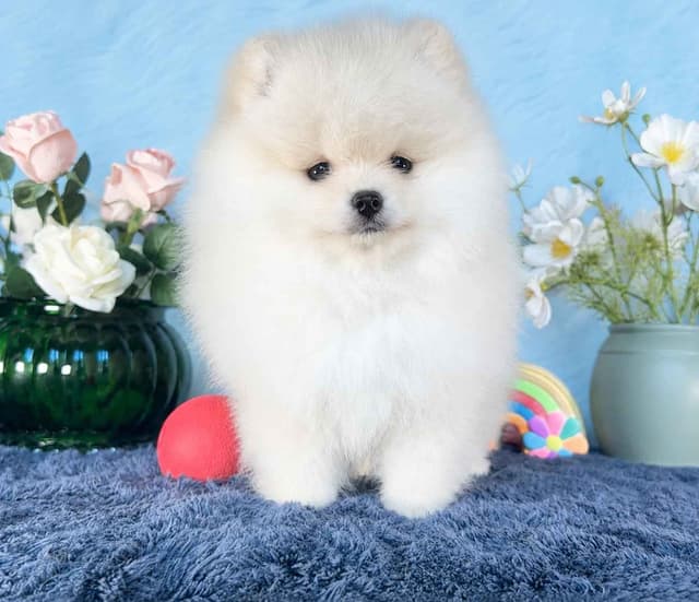 Pomeranian Puppies media 7