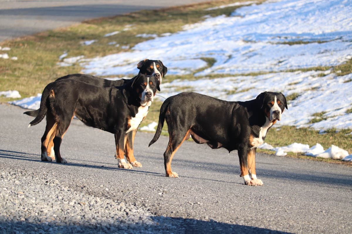 German Rottweiler Puppies w LONG TAILS breeder image 1