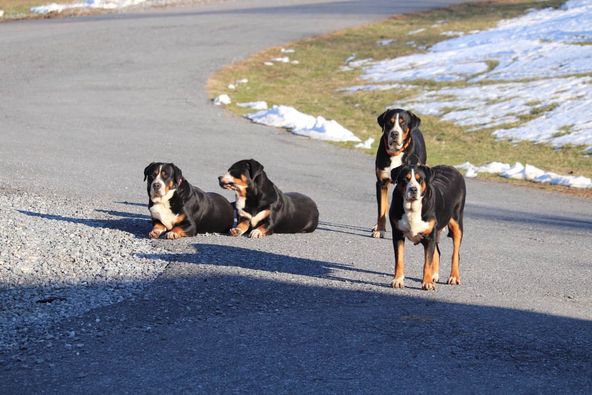 German Rottweiler Puppies w LONG TAILS breeder image 3