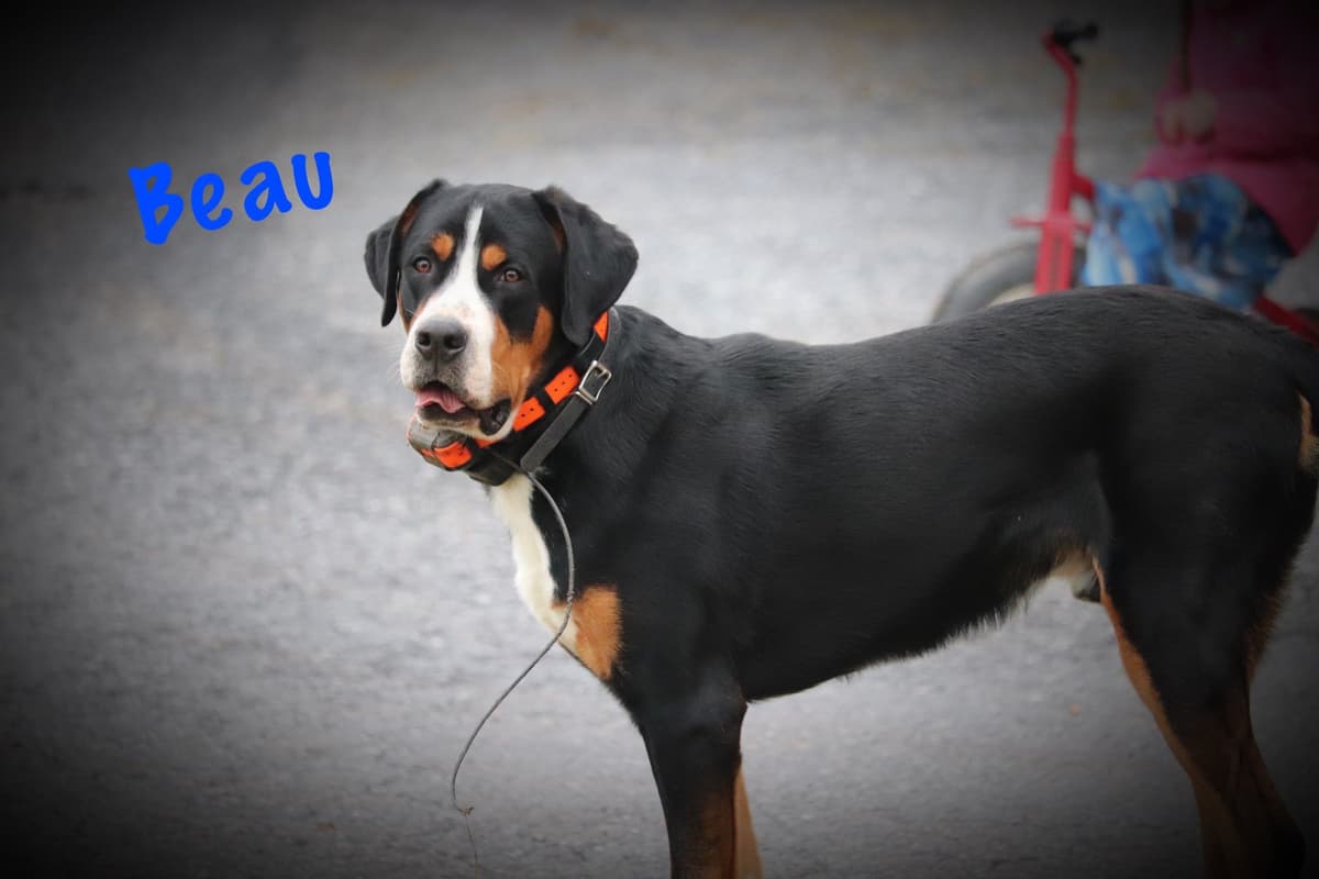 German Rottweiler Puppies w LONG TAILS breeder image 4