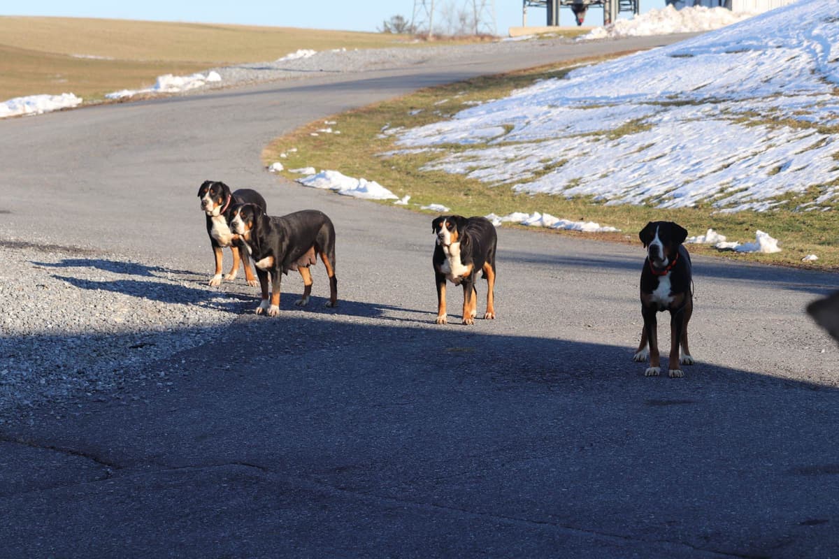 German Rottweiler Puppies w LONG TAILS breeder image 5