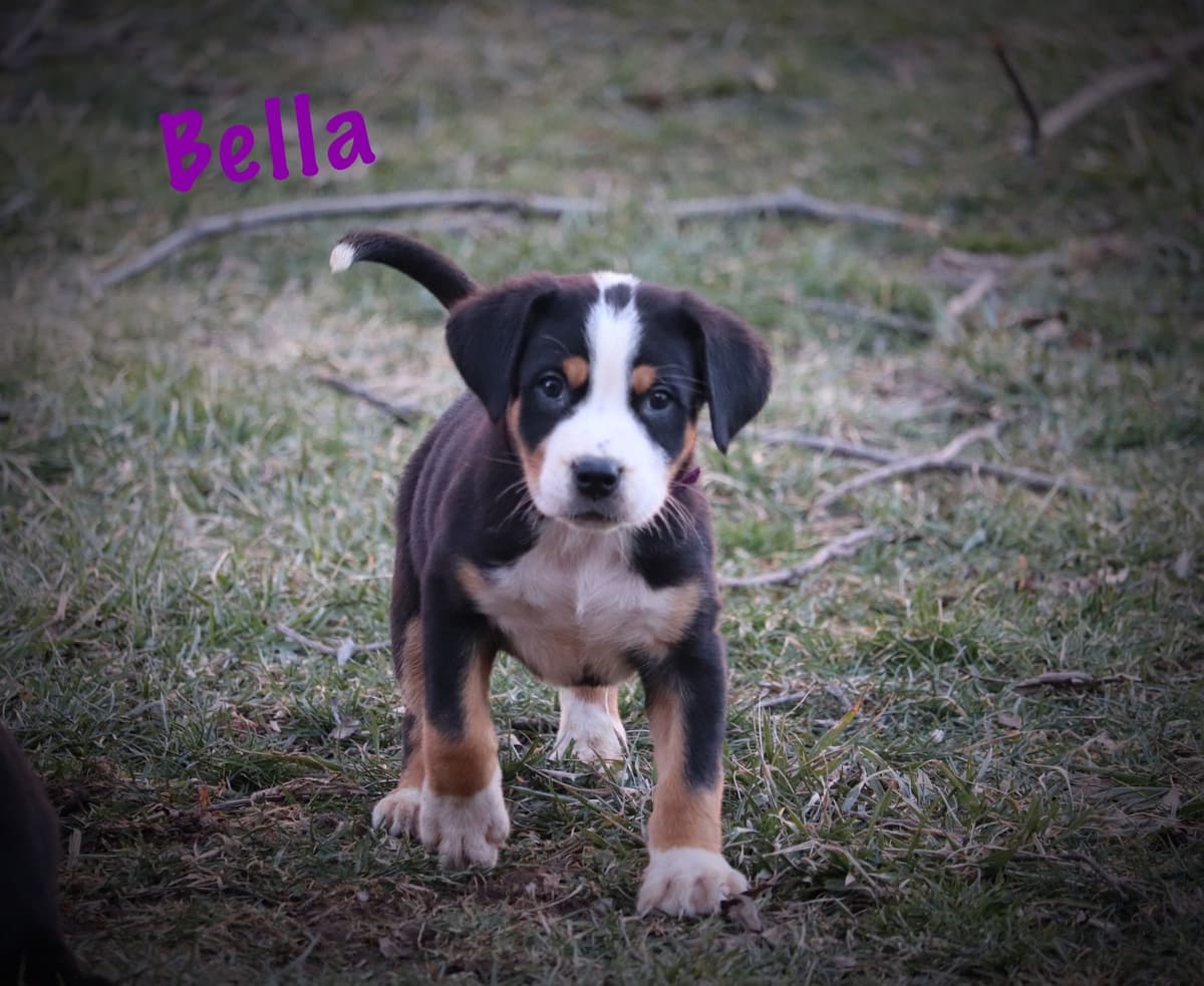 German Rottweiler Puppies w LONG TAILS breeder image 6
