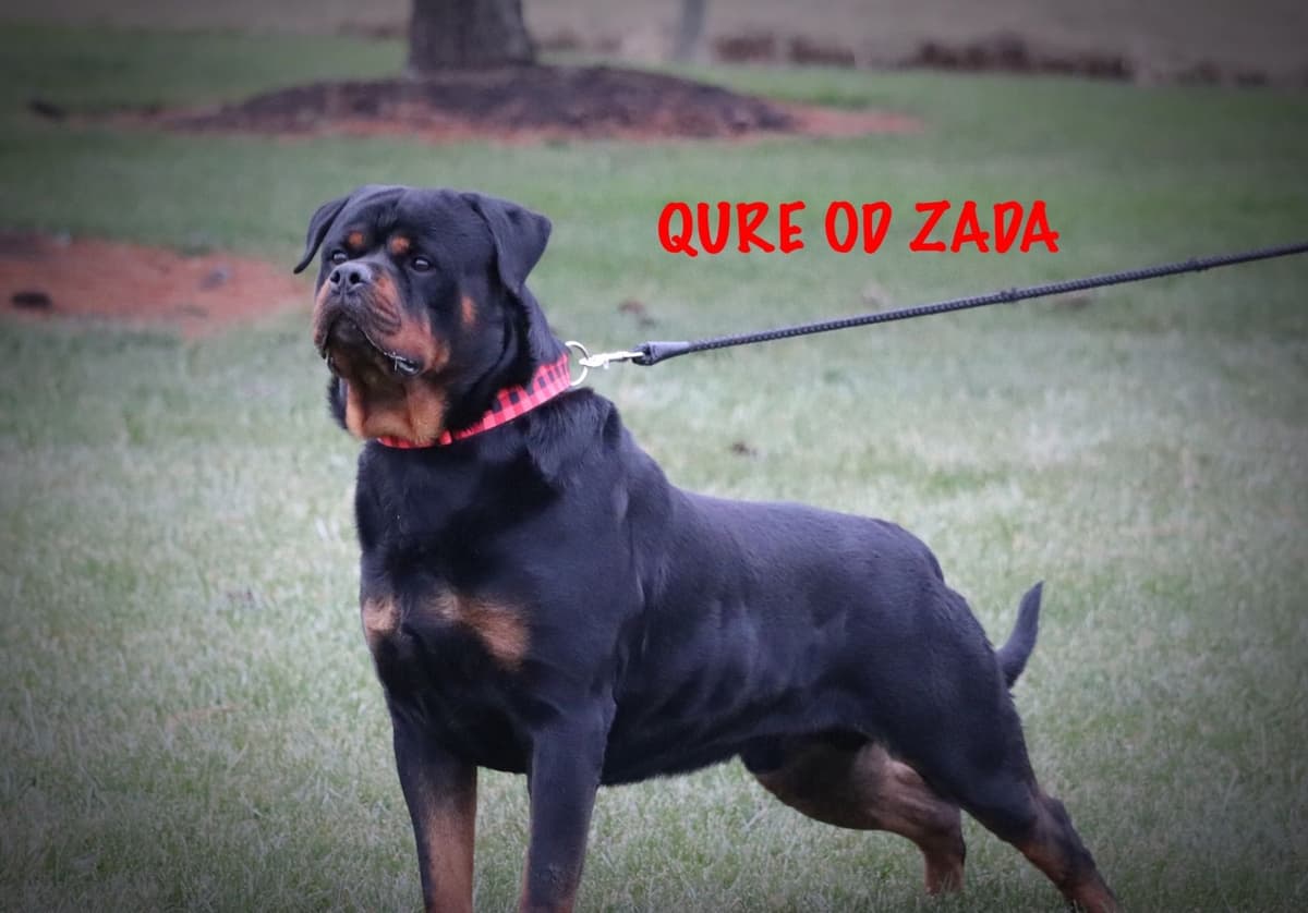 German Rottweiler Puppies w LONG TAILS breeder image 7