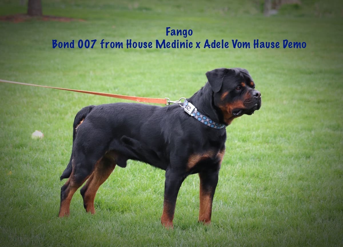 German Rottweiler Puppies w LONG TAILS breeder image 8