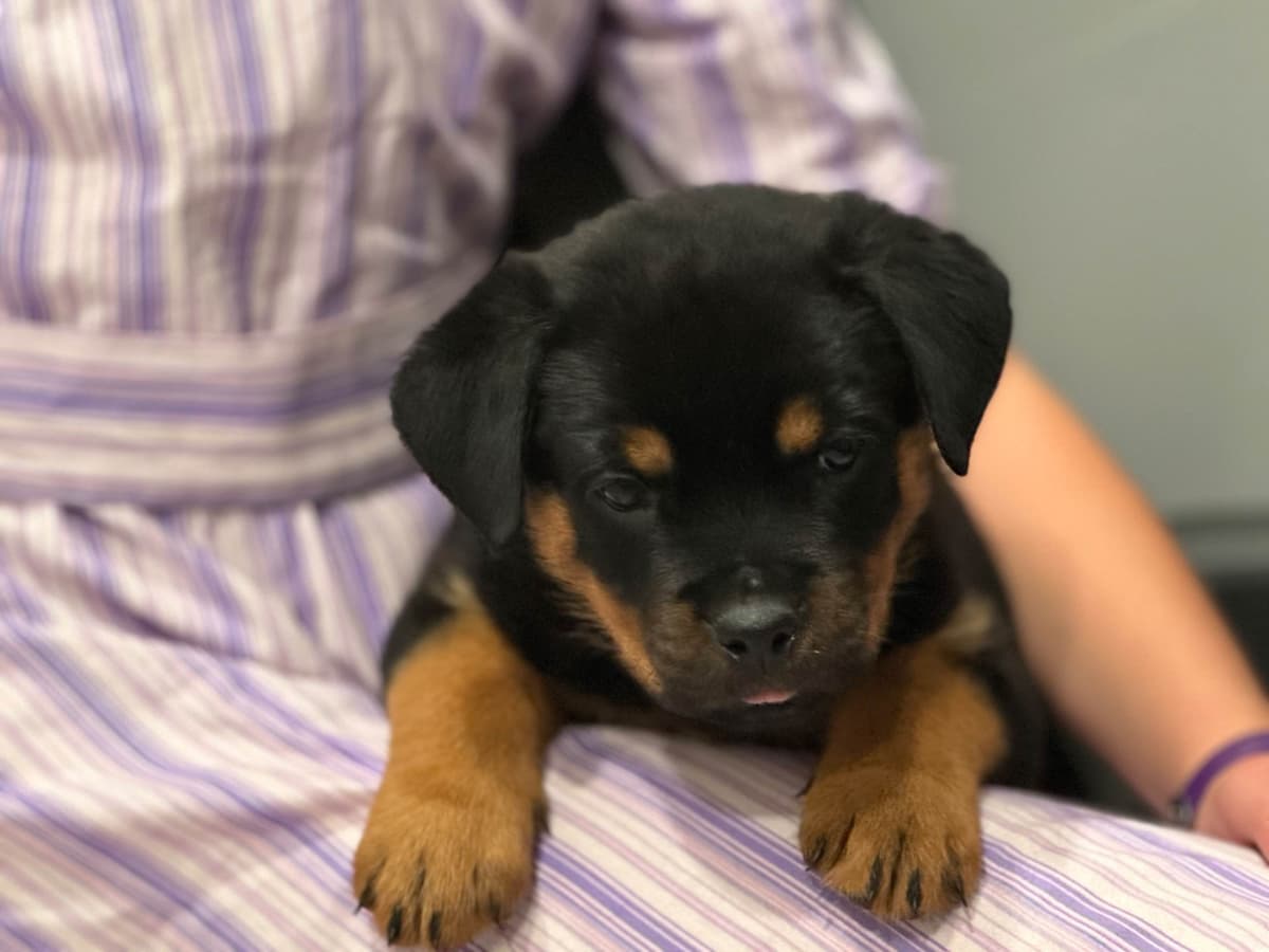 German Rottweiler Puppies w LONG TAILS breeder image 9