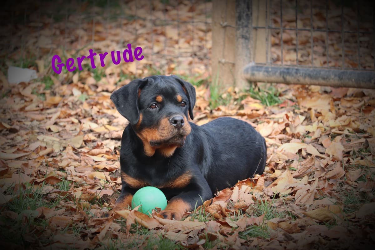 German Rottweiler Puppies w LONG TAILS breeder image 10