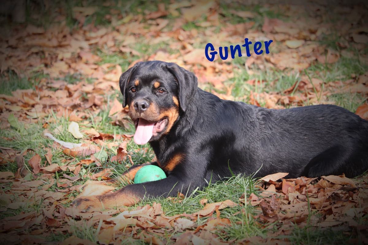 German Rottweiler Puppies w LONG TAILS breeder image 11