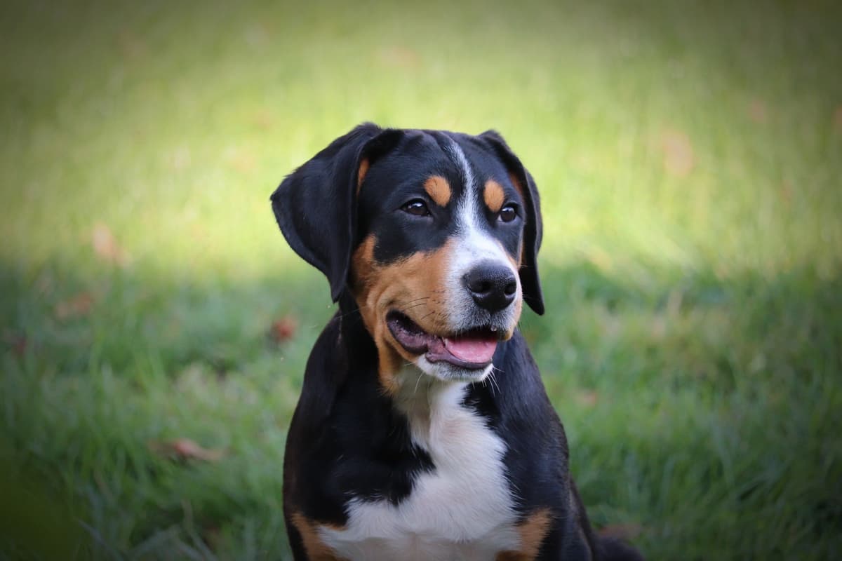 German Rottweiler Puppies w LONG TAILS breeder image 13
