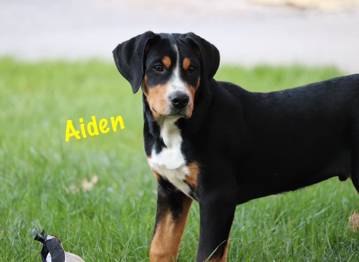 German Rottweiler Puppies w LONG TAILS breeder image 14