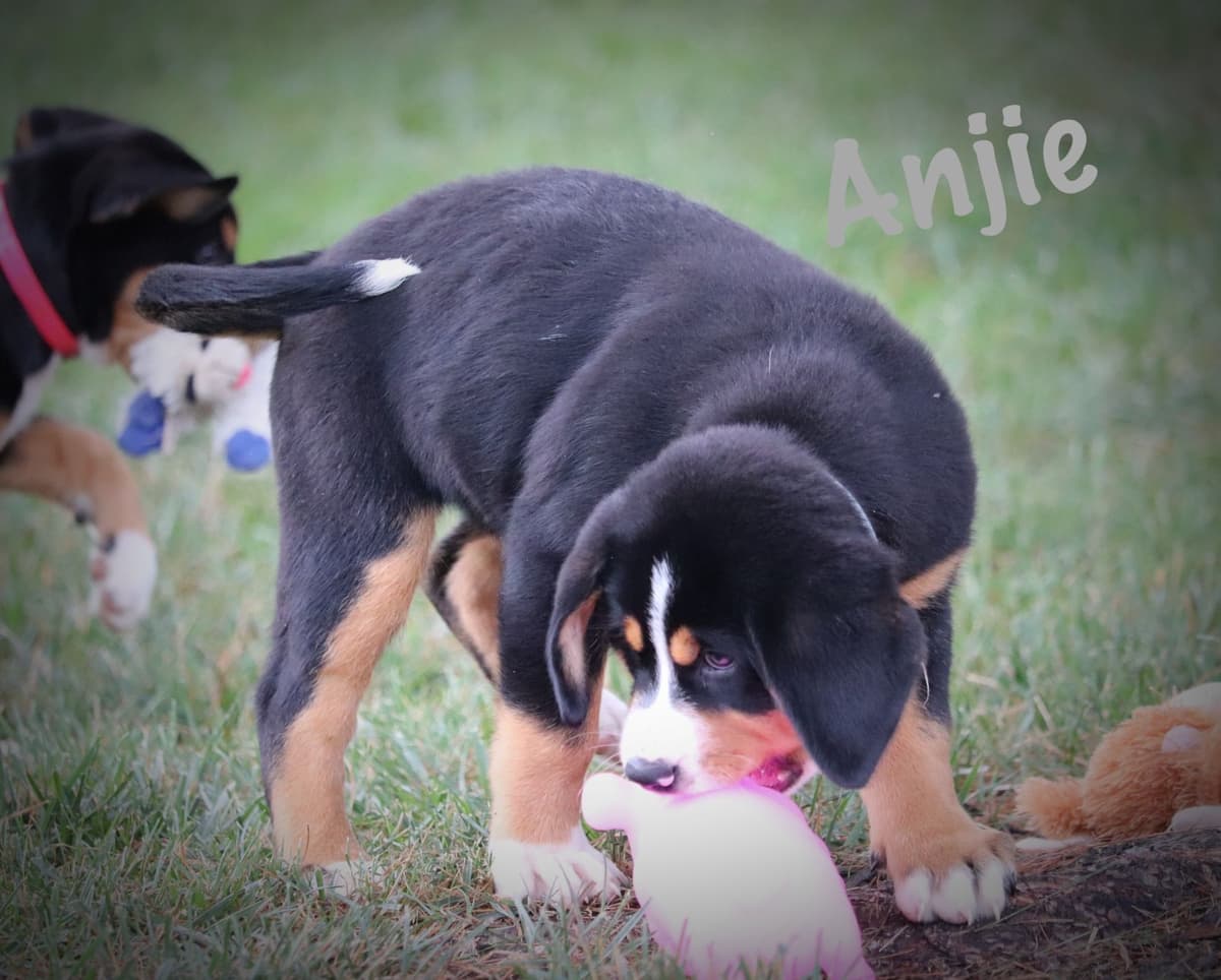German Rottweiler Puppies w LONG TAILS breeder image 15