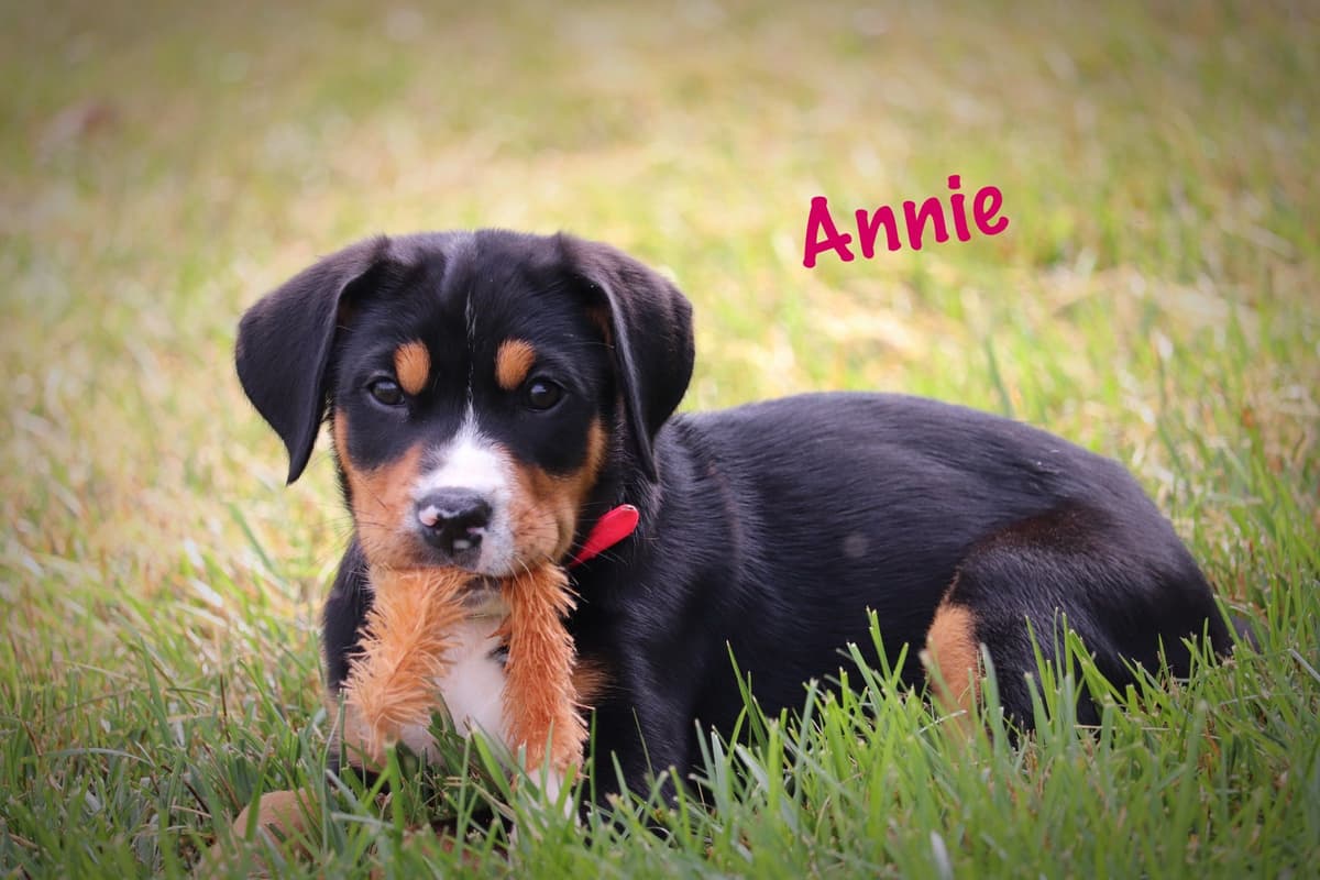 German Rottweiler Puppies w LONG TAILS breeder image 16