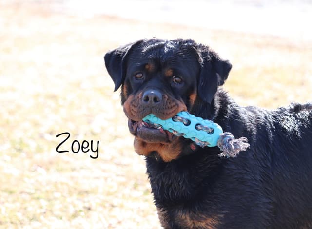 German Rottweiler Puppies w LONG TAILS media 2
