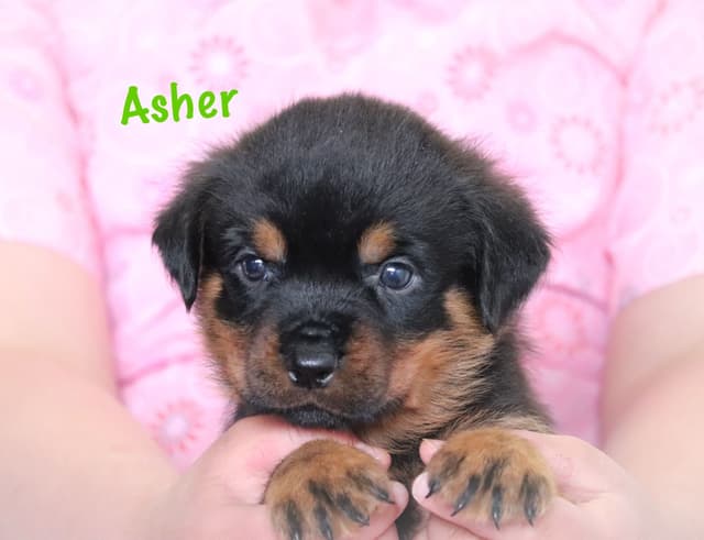 German Rottweiler Puppies w LONG TAILS media 3
