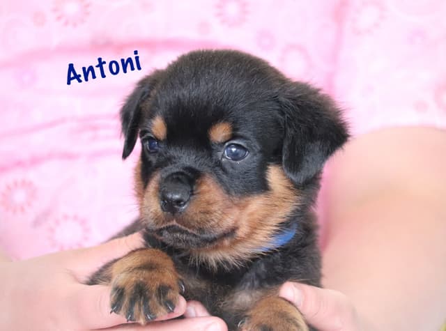 German Rottweiler Puppies w LONG TAILS media 4