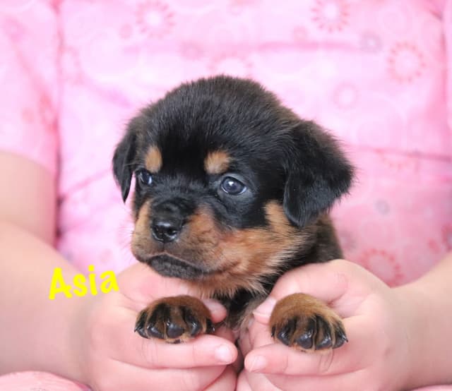 German Rottweiler Puppies w LONG TAILS media 5