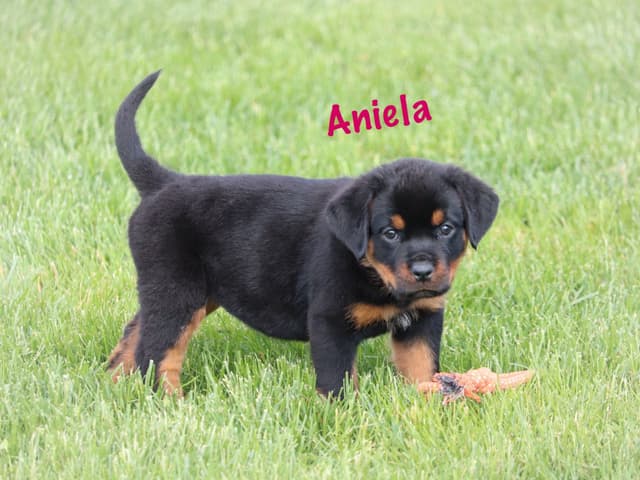 German Rottweiler Puppies w LONG TAILS media 6
