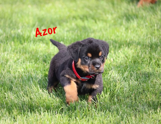 German Rottweiler Puppies w LONG TAILS media 7