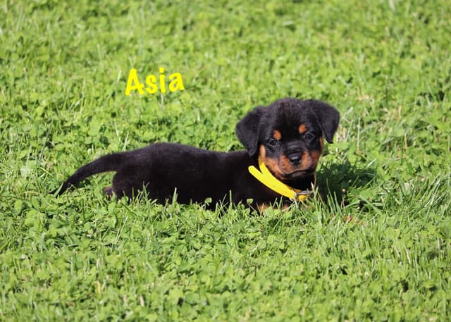German Rottweiler Puppies w LONG TAILS media 8