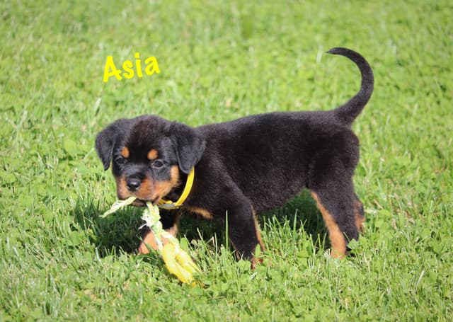 German Rottweiler Puppies w LONG TAILS media 9