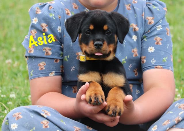 German Rottweiler Puppies w LONG TAILS media 10