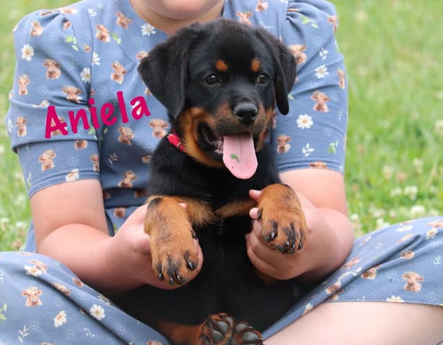German Rottweiler Puppies w LONG TAILS media 11
