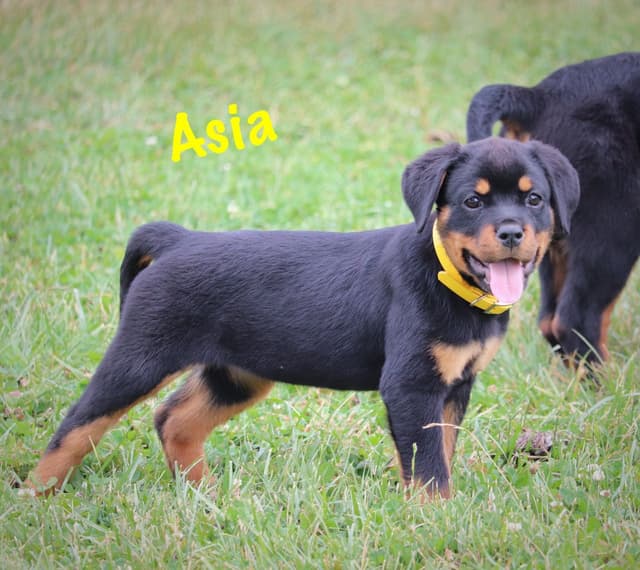 German Rottweiler Puppies w LONG TAILS media 12