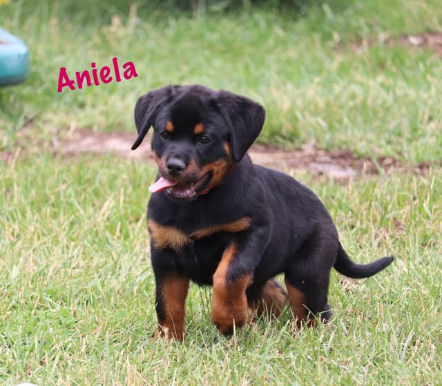German Rottweiler Puppies w LONG TAILS media 13