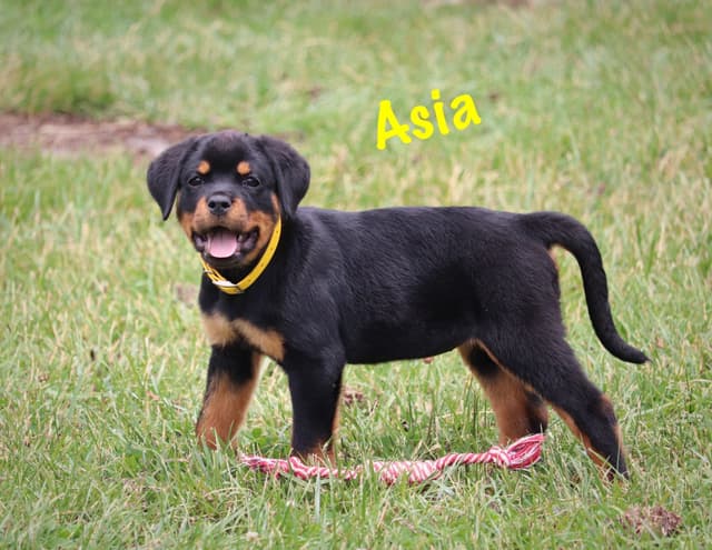 German Rottweiler Puppies w LONG TAILS media 14