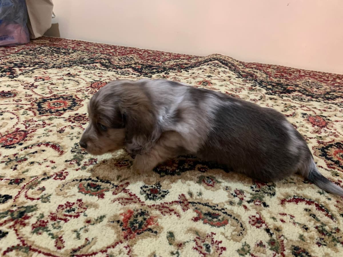 Dachshund Puppies breeder image 1