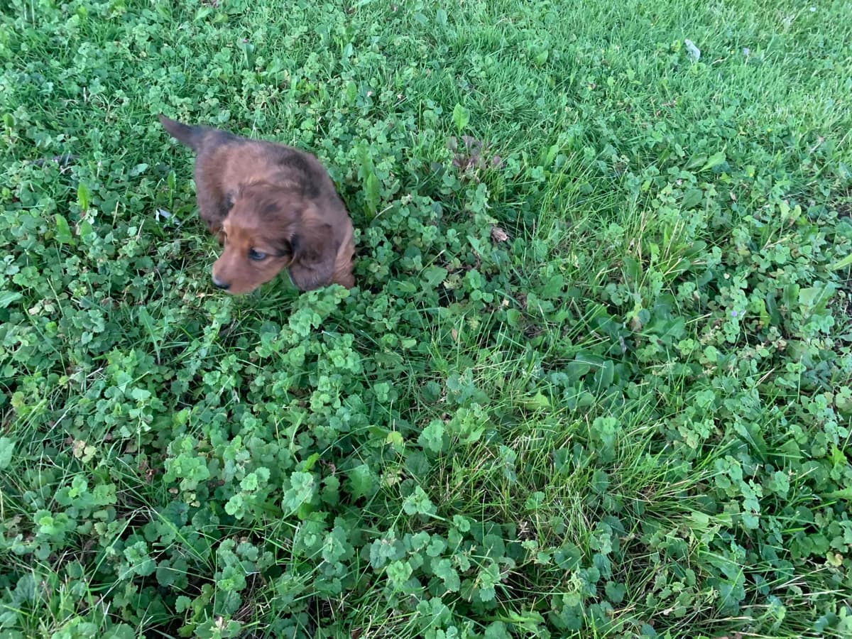 Dachshund Puppies breeder image 3