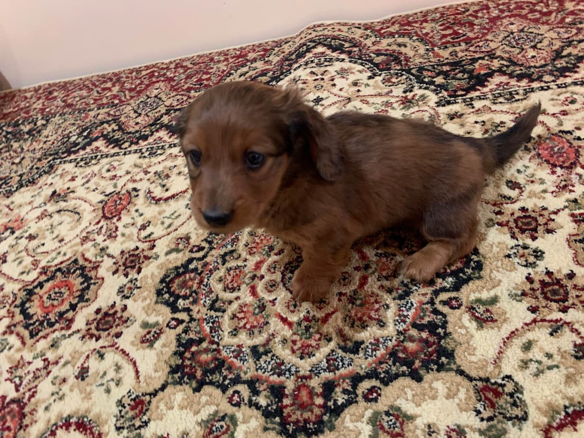 Dachshund Puppies breeder image 4