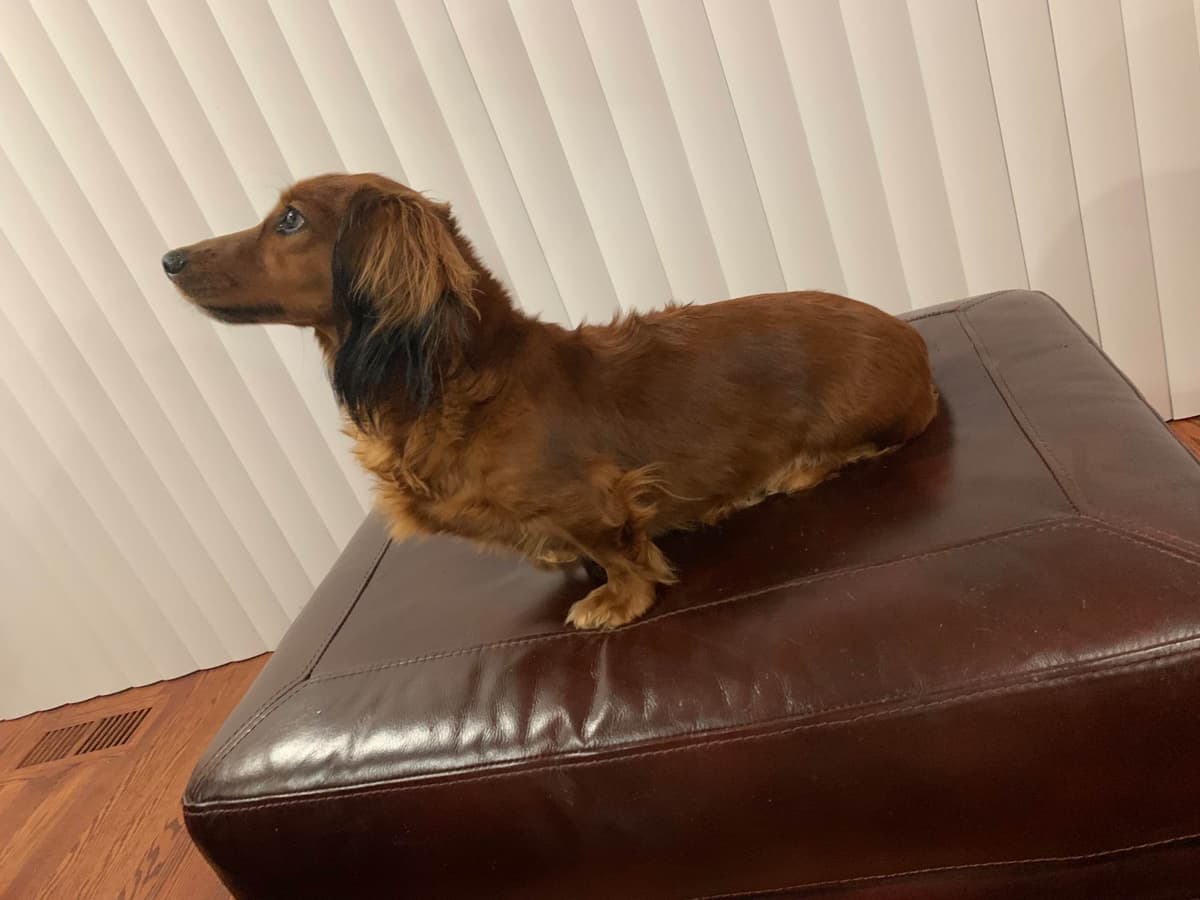 Dachshund Puppies breeder image 7