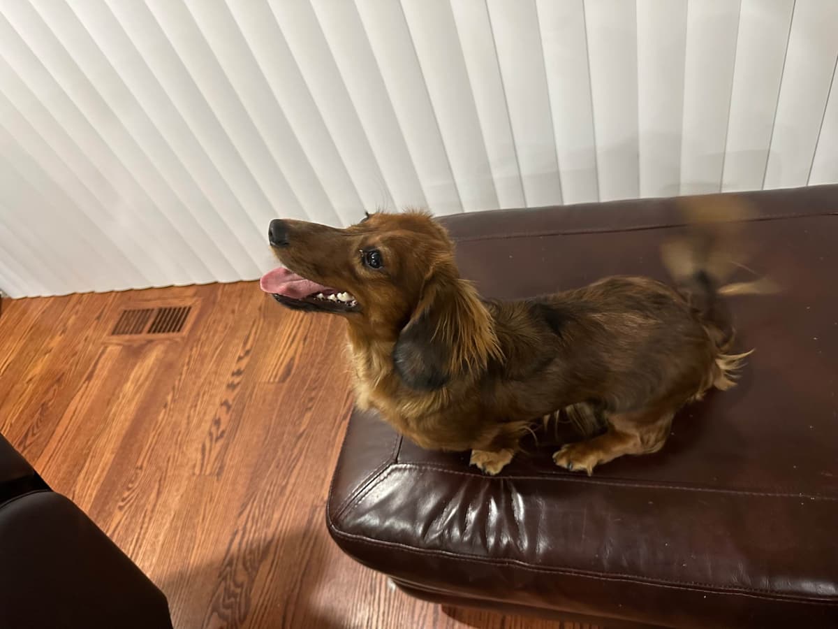 Dachshund Puppies breeder image 8