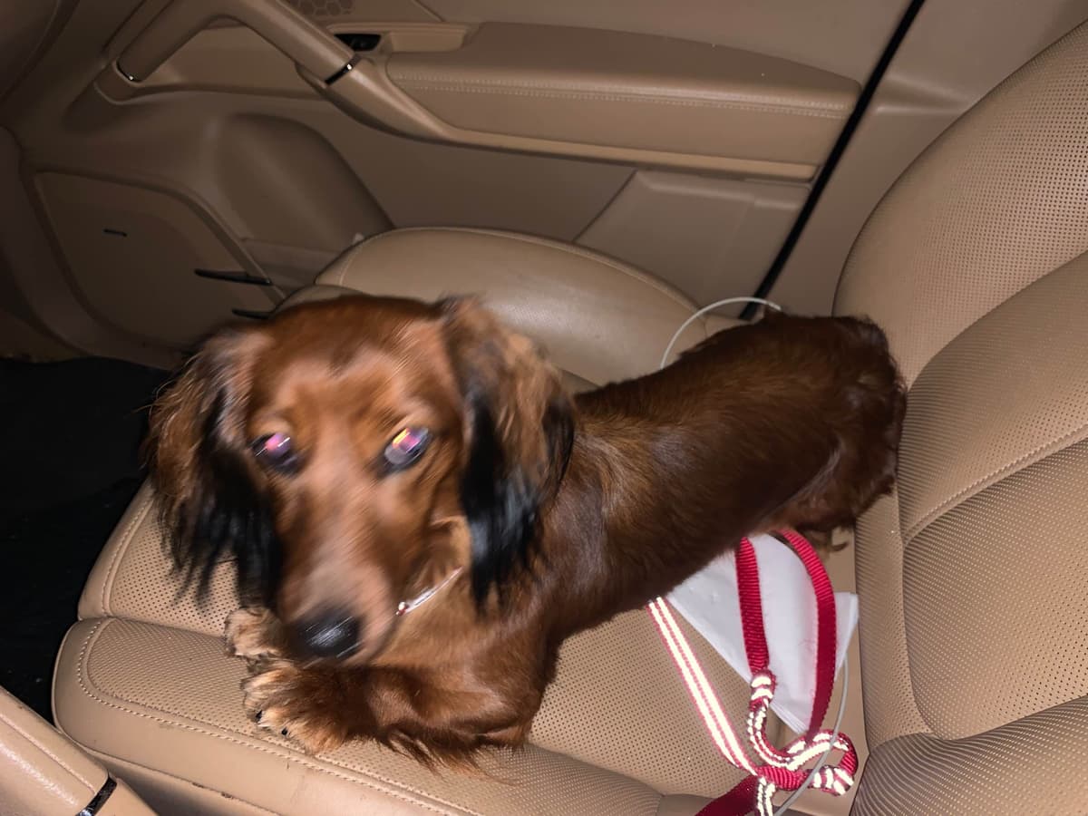 Dachshund Puppies breeder image 9