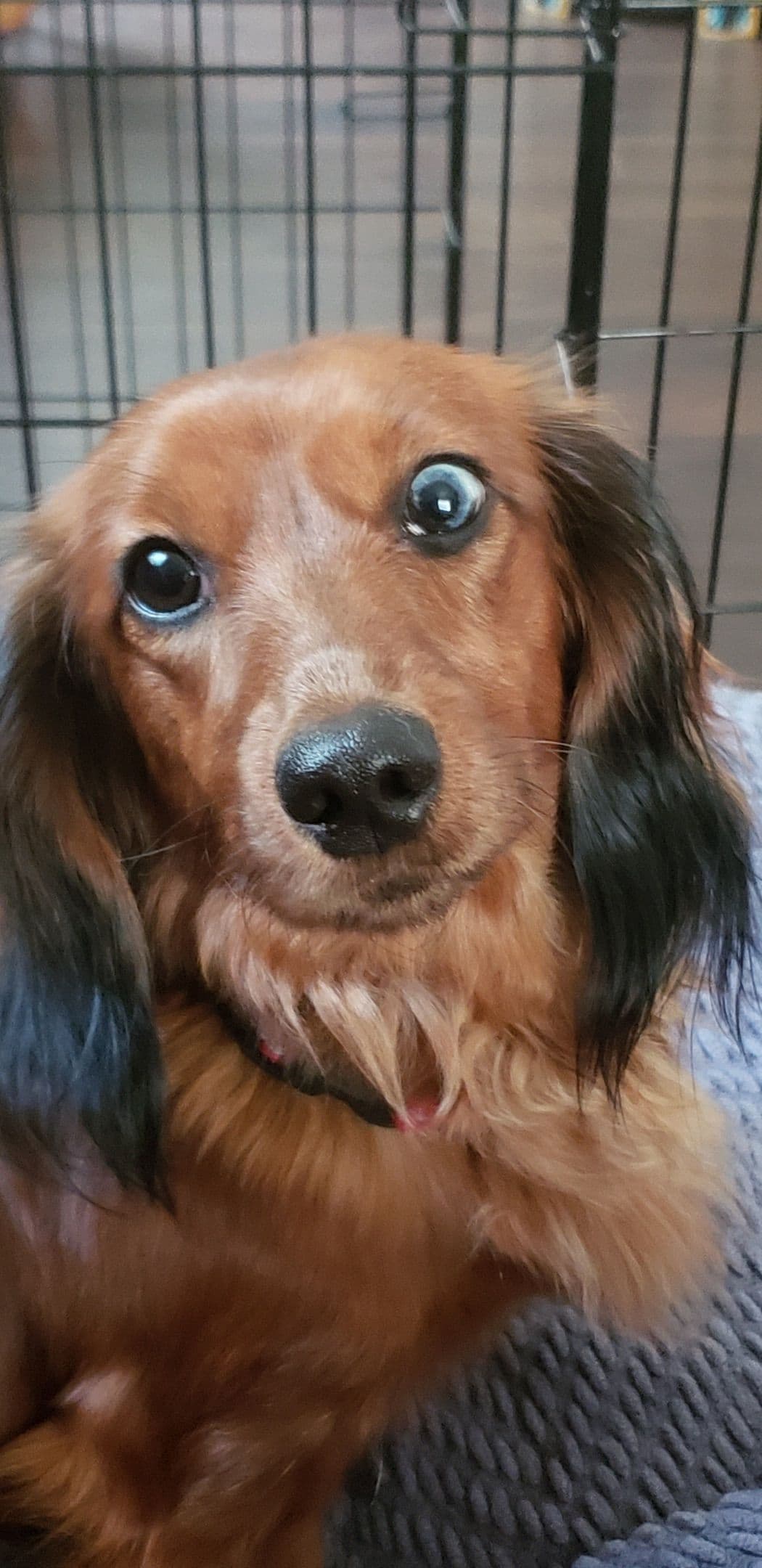Dachshund Puppies breeder image 10