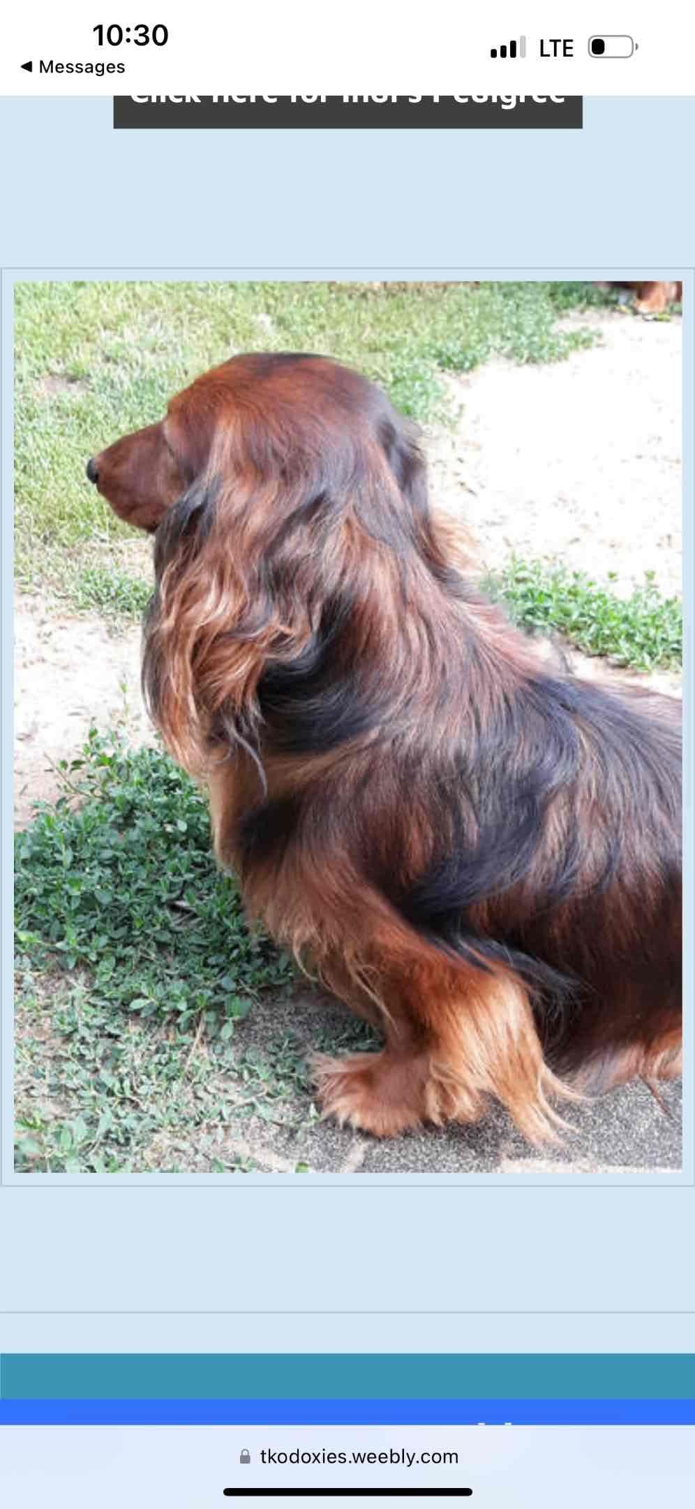 Dachshund Puppies breeder image 12