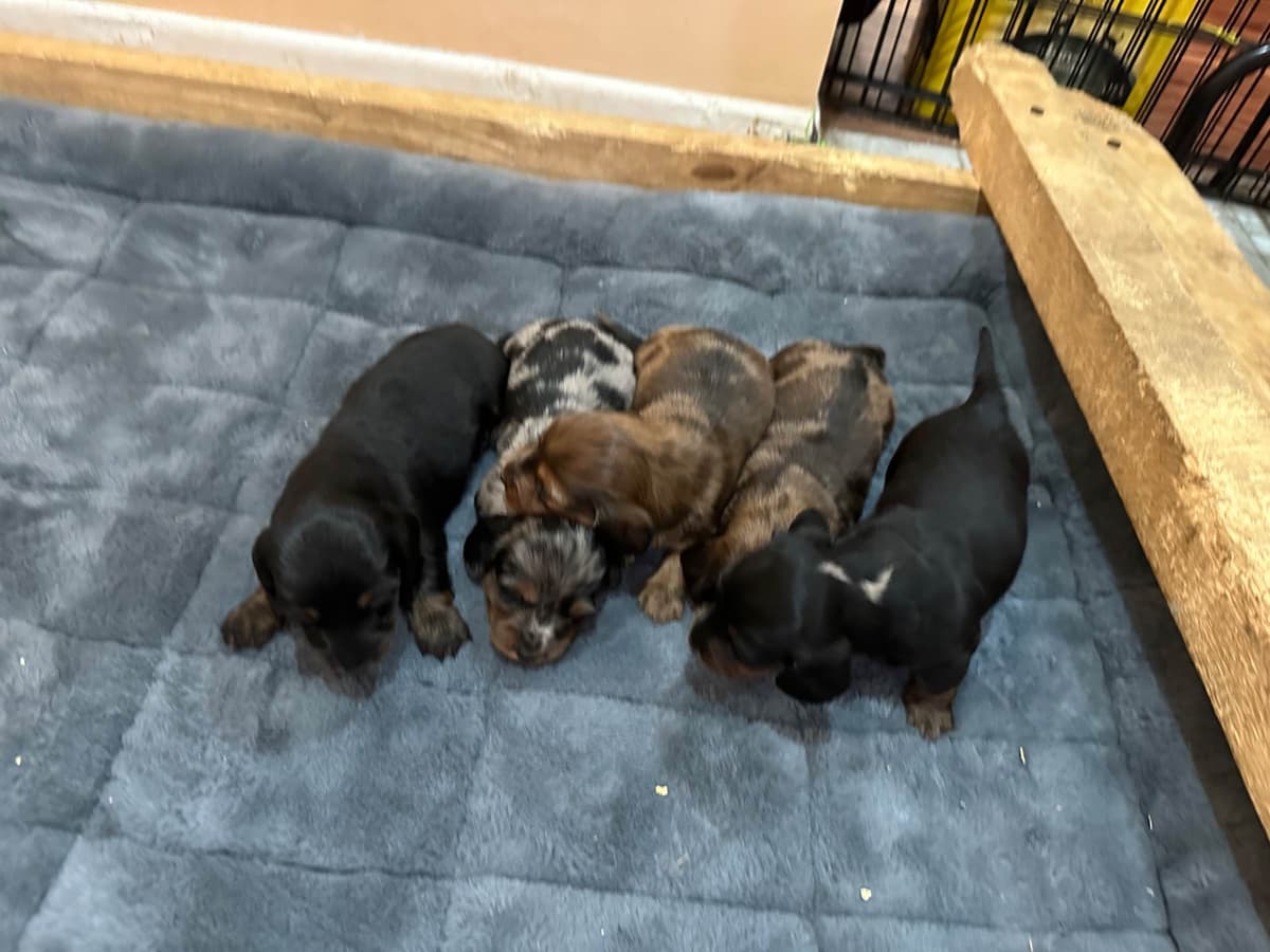 Dachshund Puppies breeder image 15