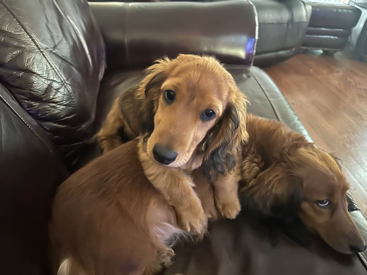 Dachshund Puppies breeder image 16