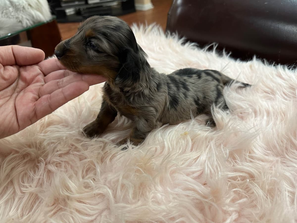 Dachshund Puppies breeder image 17