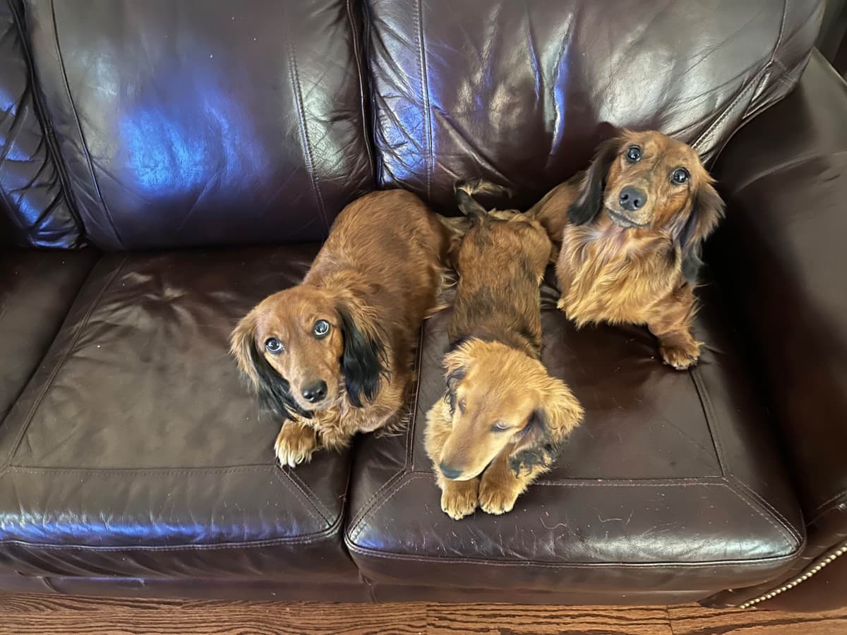 Dachshund Puppies breeder image 18