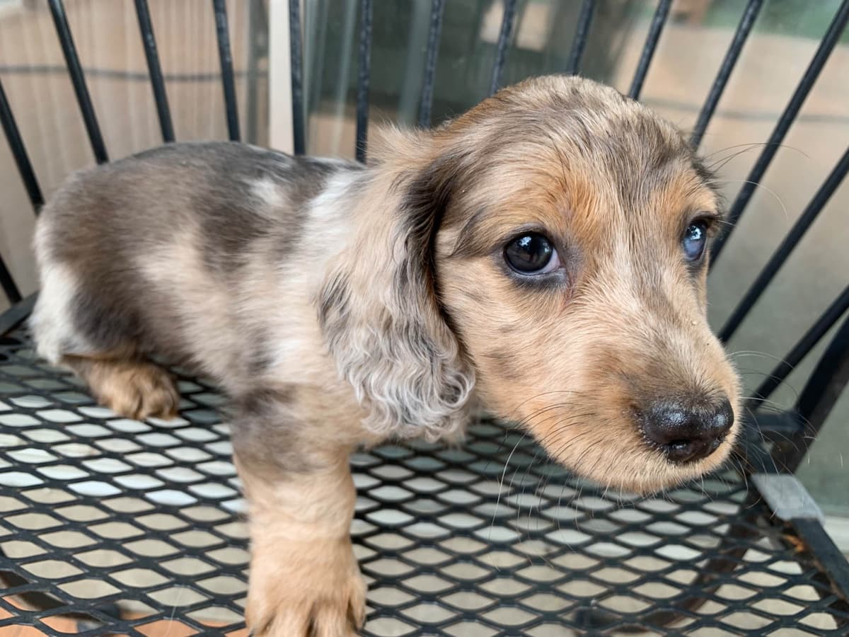 Dachshund Puppies breeder image 19