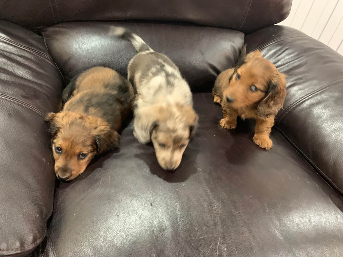 Dachshund Puppies breeder image 20
