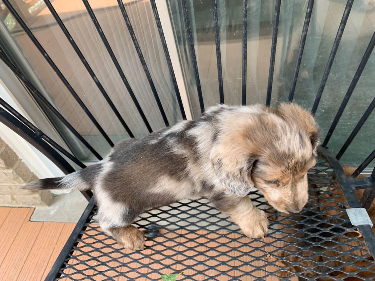 Dachshund Puppies breeder image 21