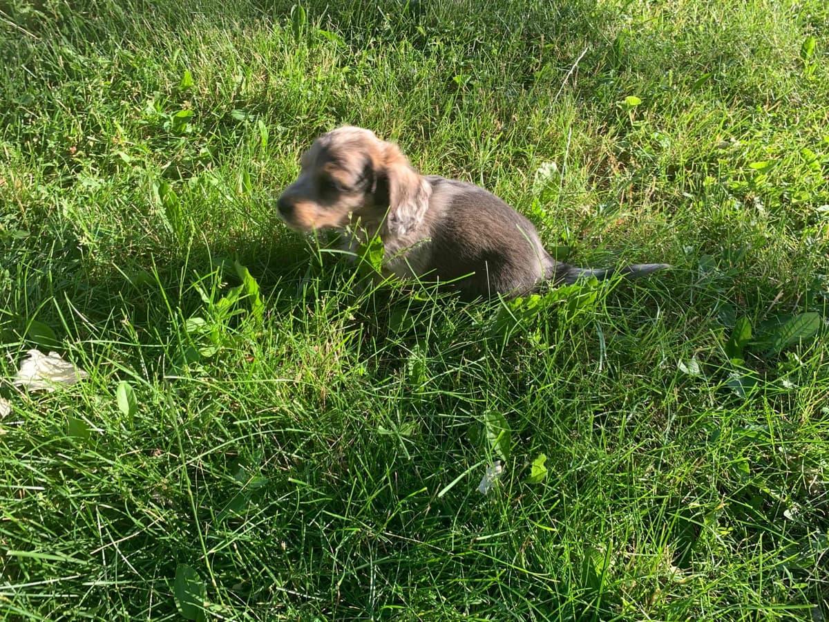 Dachshund Puppies breeder image 22