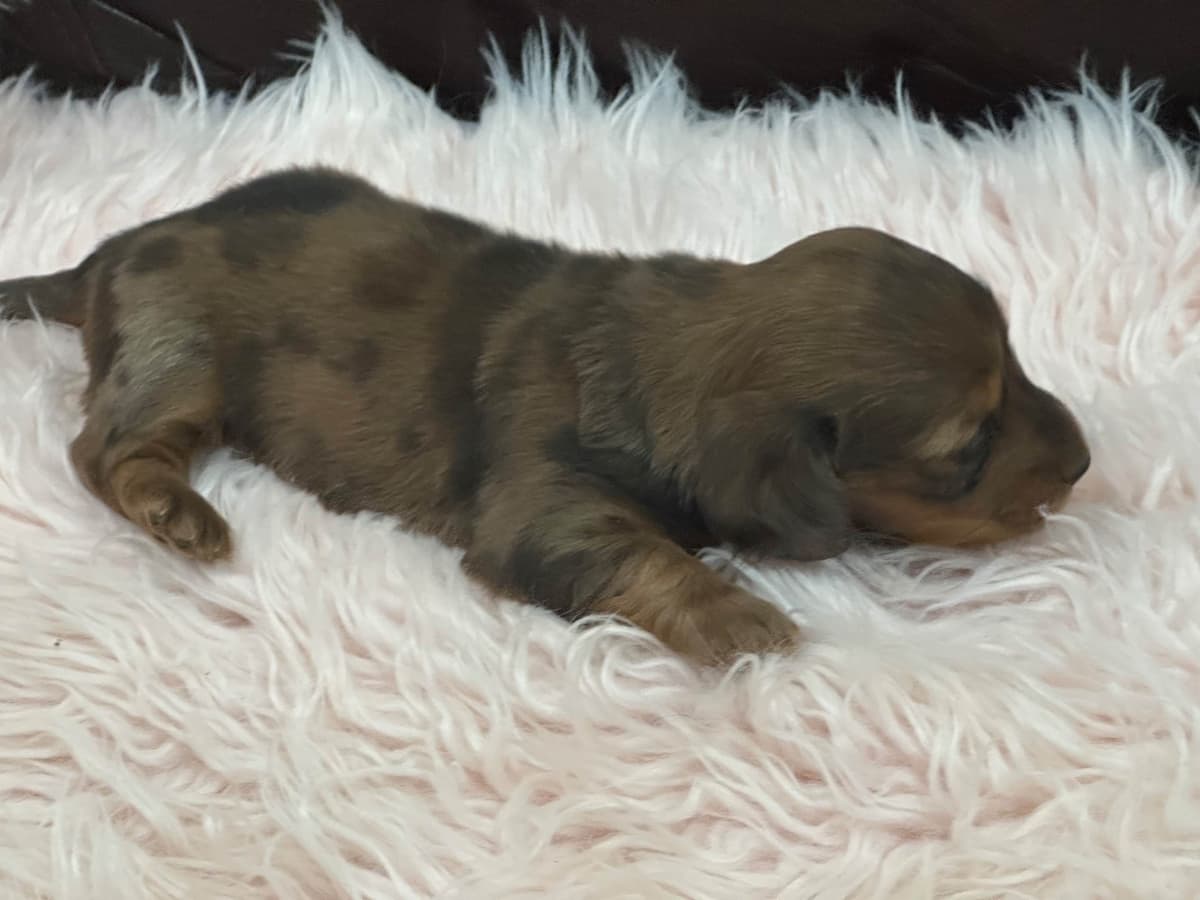 Dachshund Puppies breeder image 23